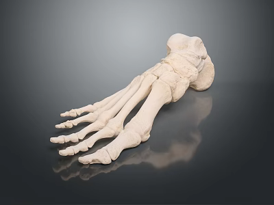 Medical Device Foot Bone Anatomical Model for Educational and Clinical Use 3d model