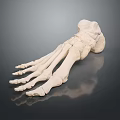 Medical Device Foot Bone Anatomical Model for Educational and Clinical Use