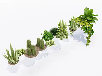 Various Bonsai Potted Plants with Cactus Succulents and Lush Green Foliage 3d model