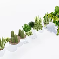 Various Bonsai Potted Plants with Cactus Succulents and Lush Green Foliage