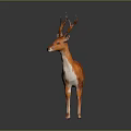 Orange and White Deer Sculpture With Antlers Standing on Dark Background