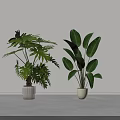 Green Indoor Potted Plants Of Different Types With White Pots And Lush Leaves