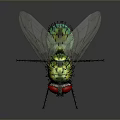 Close up View of Fly with Red Eyes Green Body and Transparent Wings