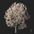 Lush Pink Blossom Arbor With Full Canopy And Human Figure For Scale