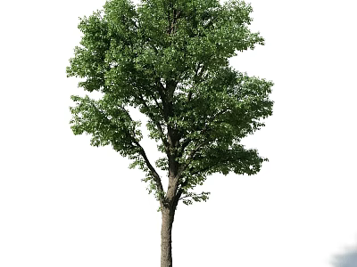 Lush Green Leafy Deciduous Tree With Strong Brown Trunk Standing Alone 3d model