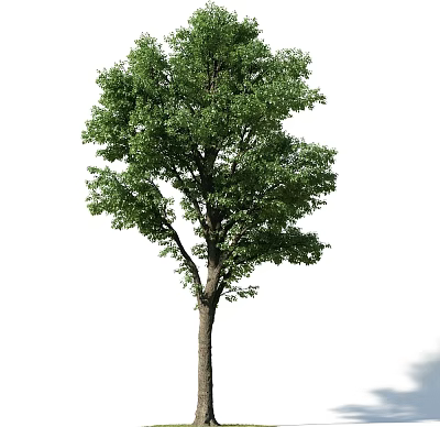 Lush Green Leafy Deciduous Tree With Strong Brown Trunk Standing Alone 3d model
