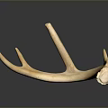 Antler Weapon Handcrafted Primitive Hunting Tool With Natural Curved Design