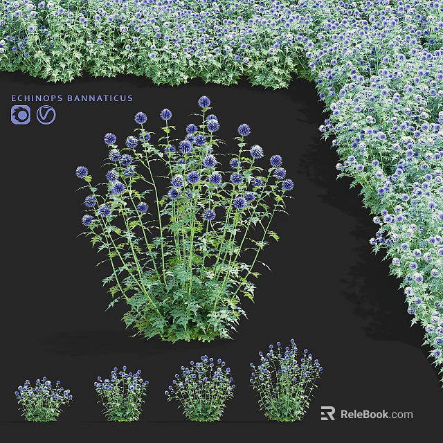 Echinops Bannaticus Flowers With Purple Blooms And Green Leaves In Garden 3d model 