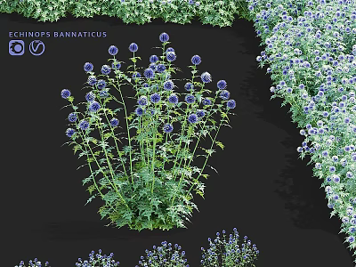 Echinops Bannaticus Flowers With Purple Blooms And Green Leaves In Garden 3d model