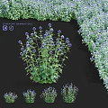 Echinops Bannaticus Flowers With Purple Blooms And Green Leaves In Garden
