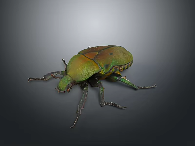 Close Up View Of Green Brown Beetle With Shiny Exoskeleton And Detailed Legs 3d model