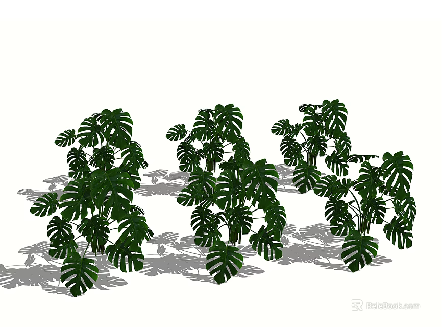 Lush Green Monstera Plants With Large Leaves And Natural Shadows 3d model 