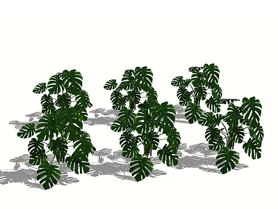 Lush Green Monstera Plants With Large Leaves And Natural Shadows 3d model