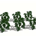 Lush Green Monstera Plants With Large Leaves And Natural Shadows