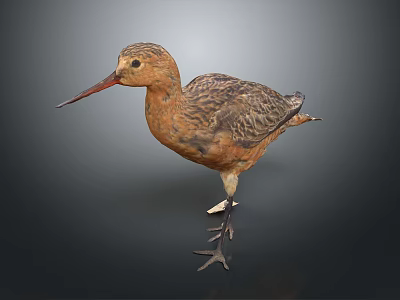 Brown Bird With Long Beak Slender Legs Standing Posture Against Dark Background 3d model