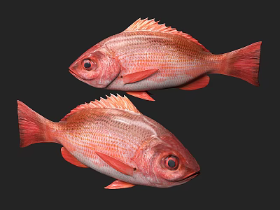 Two Vibrant Red Fish With Shiny Scales And Sharp Dorsal Fins On Dark Background 3d model