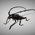 Black Longhorn Beetle With Long Antennae Detailed Close Up View On Gray Background