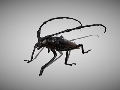 Entomophore suborder Entometriidae 3d model