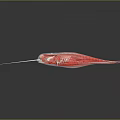 Shiny Red Narwhal With Long Tusk And Reflection On Dark Surface 3d model