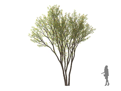 Lush Green Arbor With Multiple Trunks And Leafy Branches Near Person Silhouette 3d model