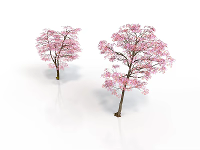 Two Blooming Cherry Blossom Trees With Pink Flowers On White Background 3d model