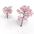 Two Blooming Cherry Blossom Trees With Pink Flowers On White Background