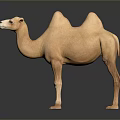 Realistic Light Brown Bactrian Camel Standing With Two Humps On Dark Background 3d model