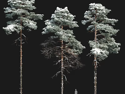 Snow Covered Three Pine Trees Decorative Ornament Set With Black Background 3d model