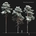 Snow Covered Three Pine Trees Decorative Ornament Set With Black Background 3d model
