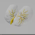 Transparent Biological Structure With Yellow Branching Networks And Reflective Surface