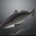 Silver Fish with Shiny Scales and Fins on Dark Background 3D Rendered
