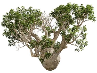 Bonsai Plant Baobab Tree With Thick Trunk Twisted Branches And Lush Green Leaves 3d model