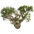 Bonsai Plant Baobab Tree With Thick Trunk Twisted Branches And Lush Green Leaves