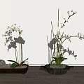 White Orchid Bonsai Potted Plants In Square Pots With Stones And Moss