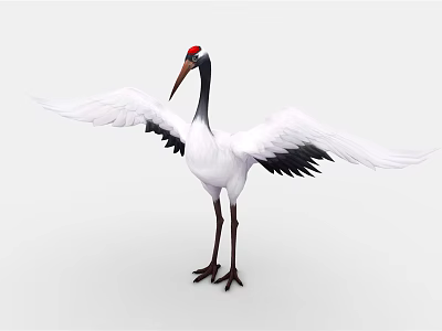 Red-crowned Crane With White Feathers Black Wing Edges Red Crown And Spreading Wings 3d model