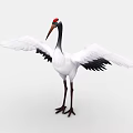 Red-crowned Crane With White Feathers Black Wing Edges Red Crown And Spreading Wings