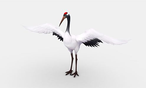 Modern Red Crowned Crane Cartoon White Crane Red Crowned Crane 3d model