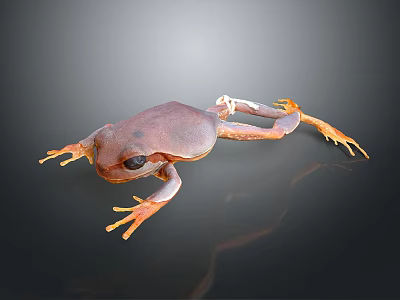 Brown Frog With Orange Limbs And Large Eyes On Dark Background 3d model