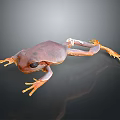 Brown Frog With Orange Limbs And Large Eyes On Dark Background