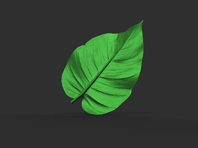 Vibrant Large Green Tropical Leaf With Detailed Texture On Dark Background 3d model