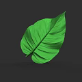 Vibrant Large Green Tropical Leaf With Detailed Texture On Dark Background