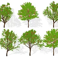 Different Arbor Tree Varieties With Green Foliage And Red Blossoms