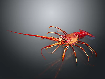 Red Aquatic Lobster With Long Antennae And Legs On Gray Gradient Background 3d model