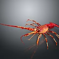 Red Aquatic Lobster With Long Antennae And Legs On Gray Gradient Background