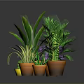 Indoor Potted Plants With Green Foliage Purple Flowers And Colorful Pots For Home Decor