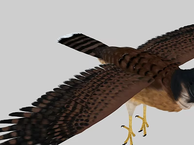 Majestic Falcon Flying With Spread Wings Spotted Feathers And Sharp Yellow Talons 3d model