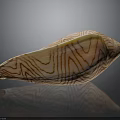 Organ And Hair Like Features On Striped Shell With Smooth Textured Surface