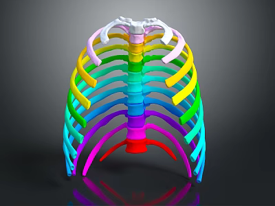 Colorful Human Rib Cage 3D Model Displaying Anatomical Skeletal Organ Structure Details 3d model