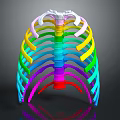 Colorful Human Rib Cage 3D Model Displaying Anatomical Skeletal Organ Structure Details