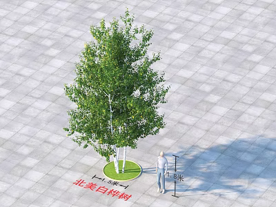 North American White Birch Tree on Square Paved Ground with Green Lawn and Human Figure 3d model